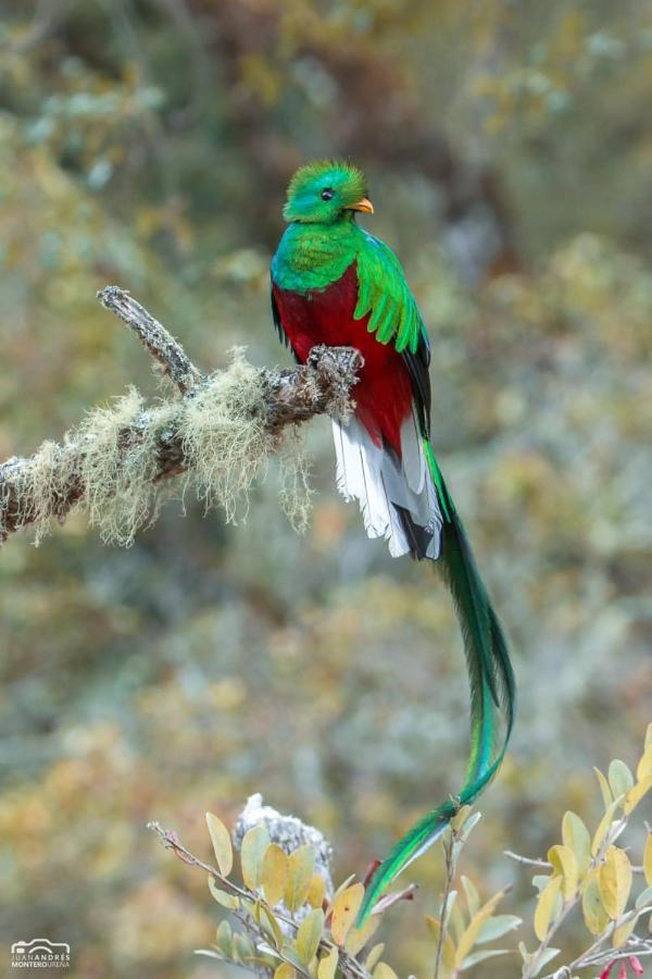 Cabinas El Quetzal Сан-Херардо-де-Дота Экстерьер фото